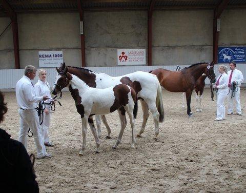 Pinto HEDENS NANGIJALA billede 3