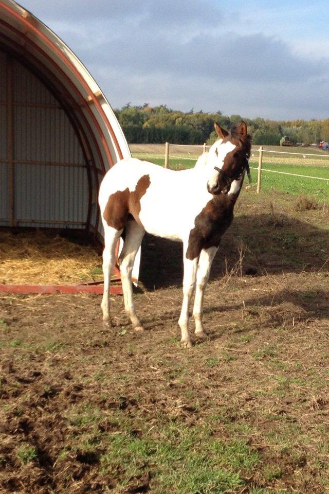 Pinto HEDENS NANGIJALA billede 5