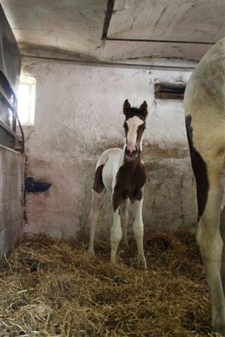 Pinto HEDENS NANGIJALA billede 6