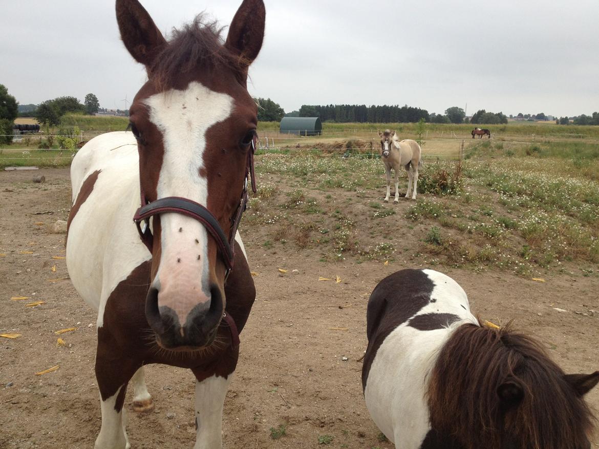 Pinto HEDENS NANGIJALA billede 7