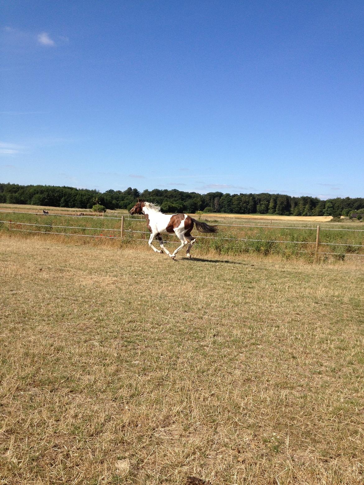 Pinto HEDENS NANGIJALA billede 9