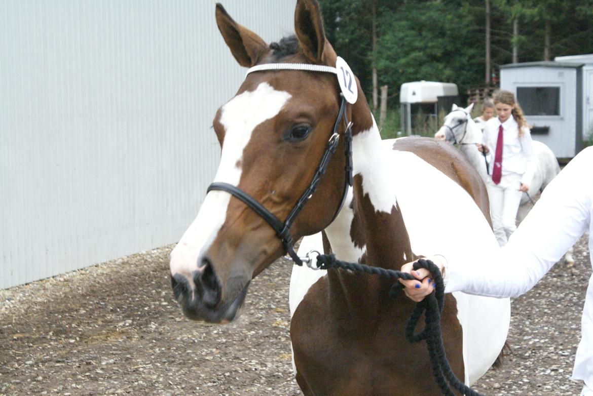 Pinto HEDENS NANGIJALA billede 12