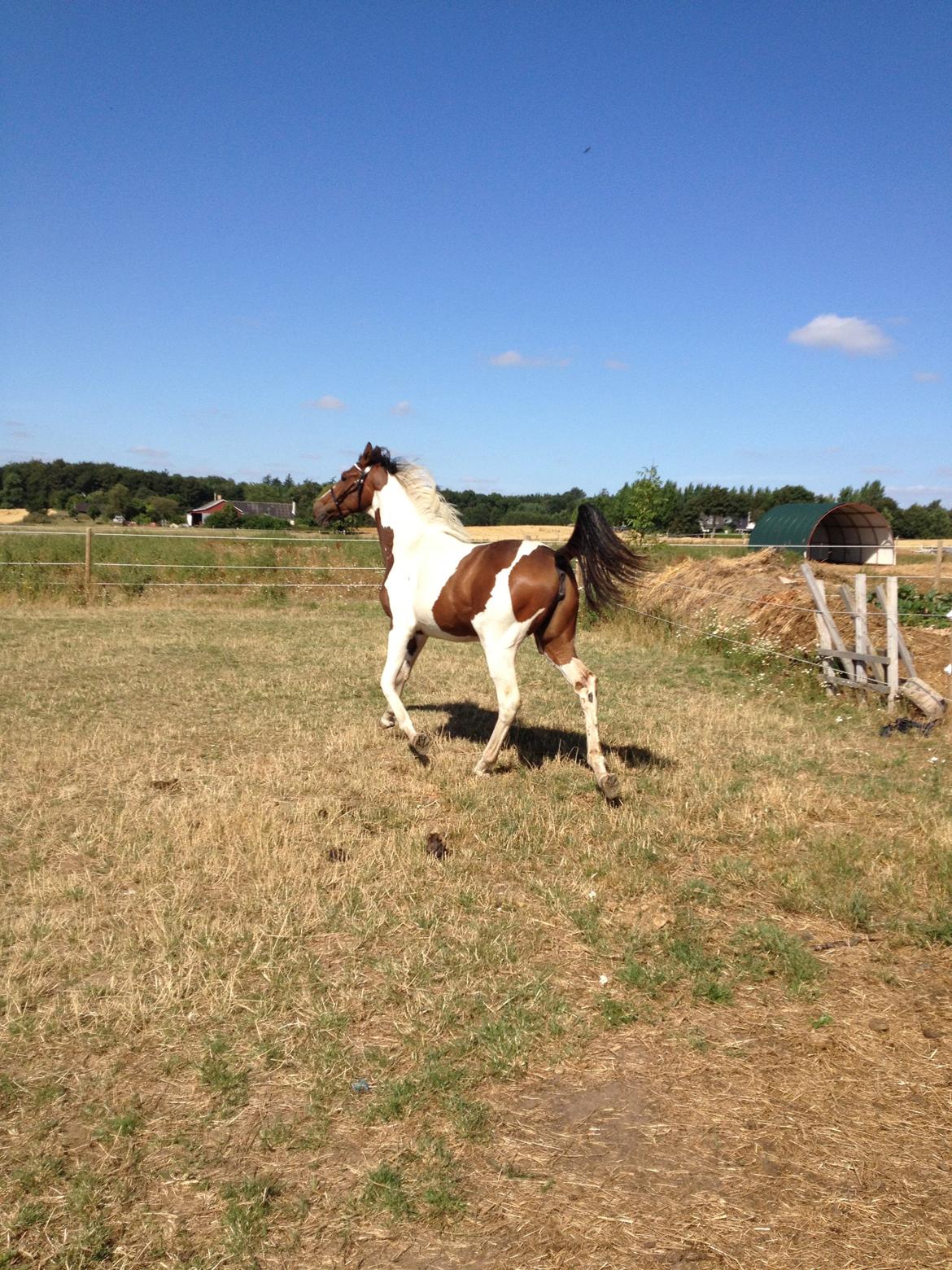 Pinto HEDENS NANGIJALA billede 14