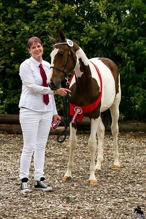 Pinto HEDENS NANGIJALA billede 13