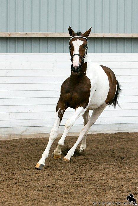 Pinto HEDENS NANGIJALA billede 15