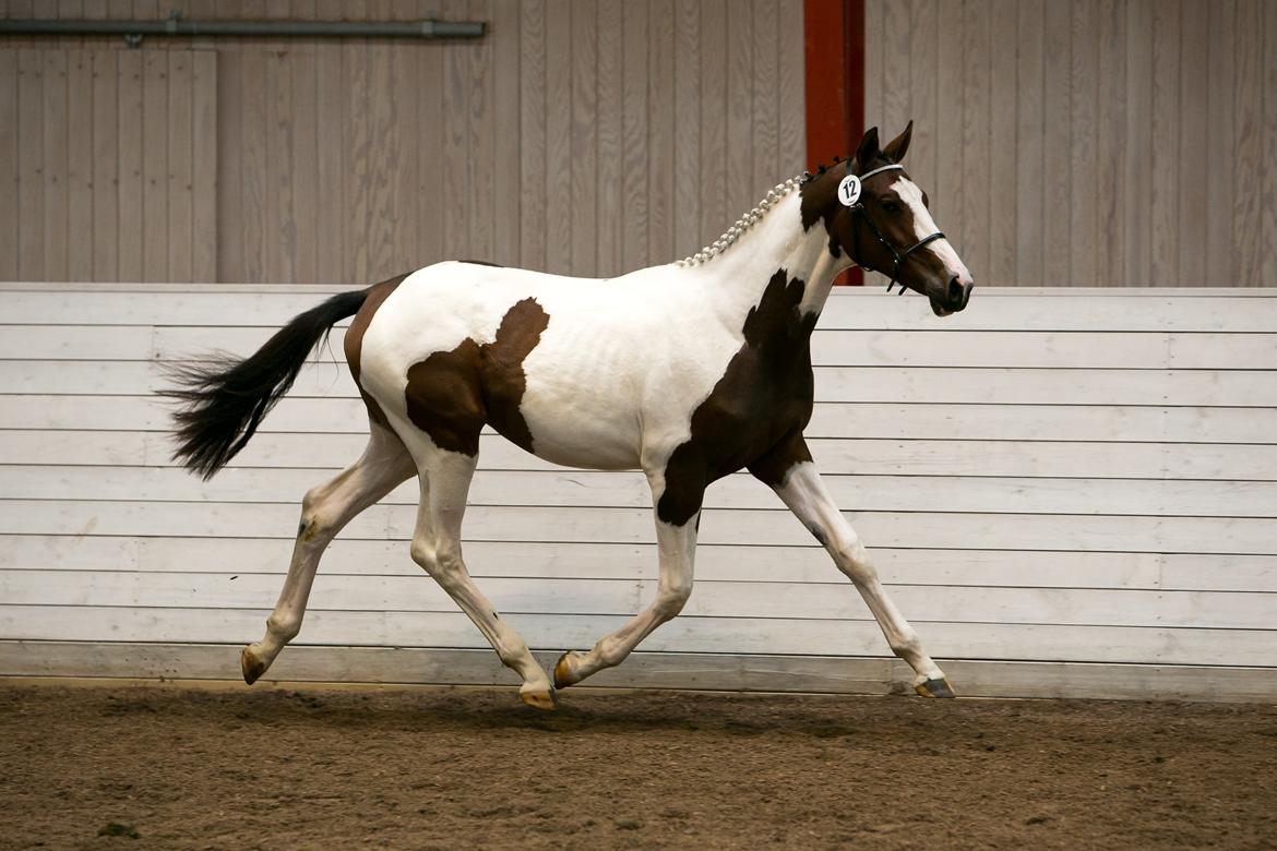 Pinto HEDENS NANGIJALA billede 16