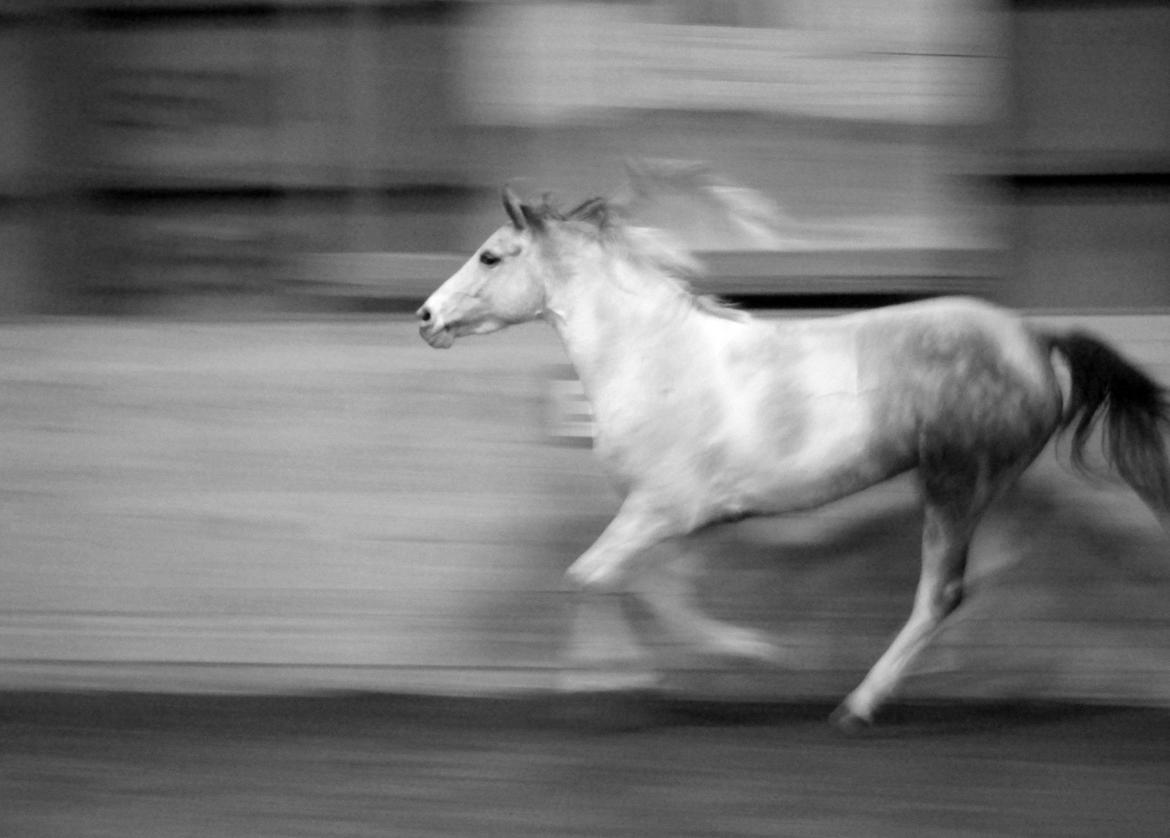 Anden særlig race Venja - Marts 2013 billede 12
