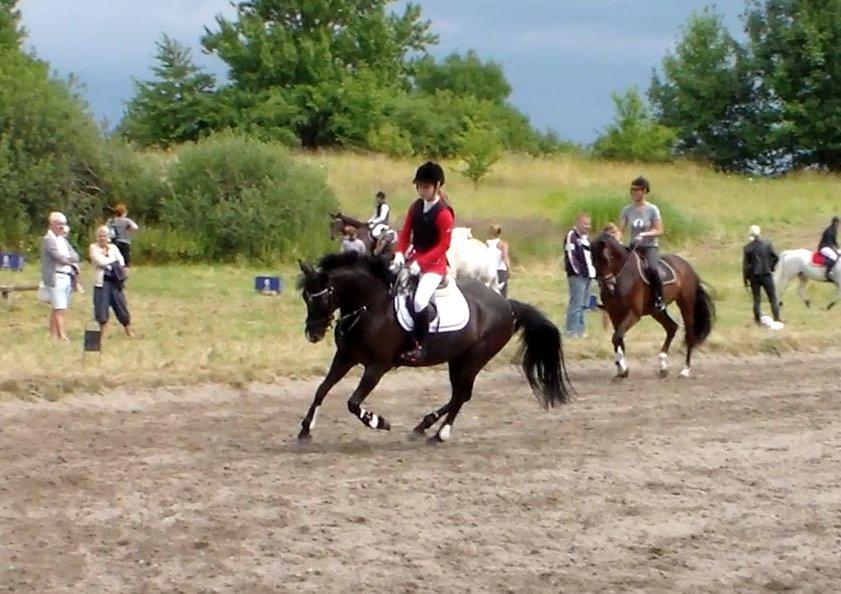 Anden særlig race Jolly Jumper billede 19