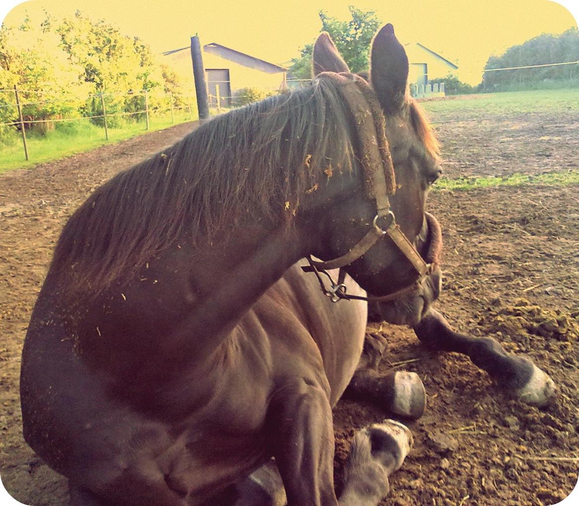 Dansk Varmblod Rughavens Linetta *Damphesten* - Tak for besøget. Lig gerne en bedømmelse og en kommentar<3 billede 14