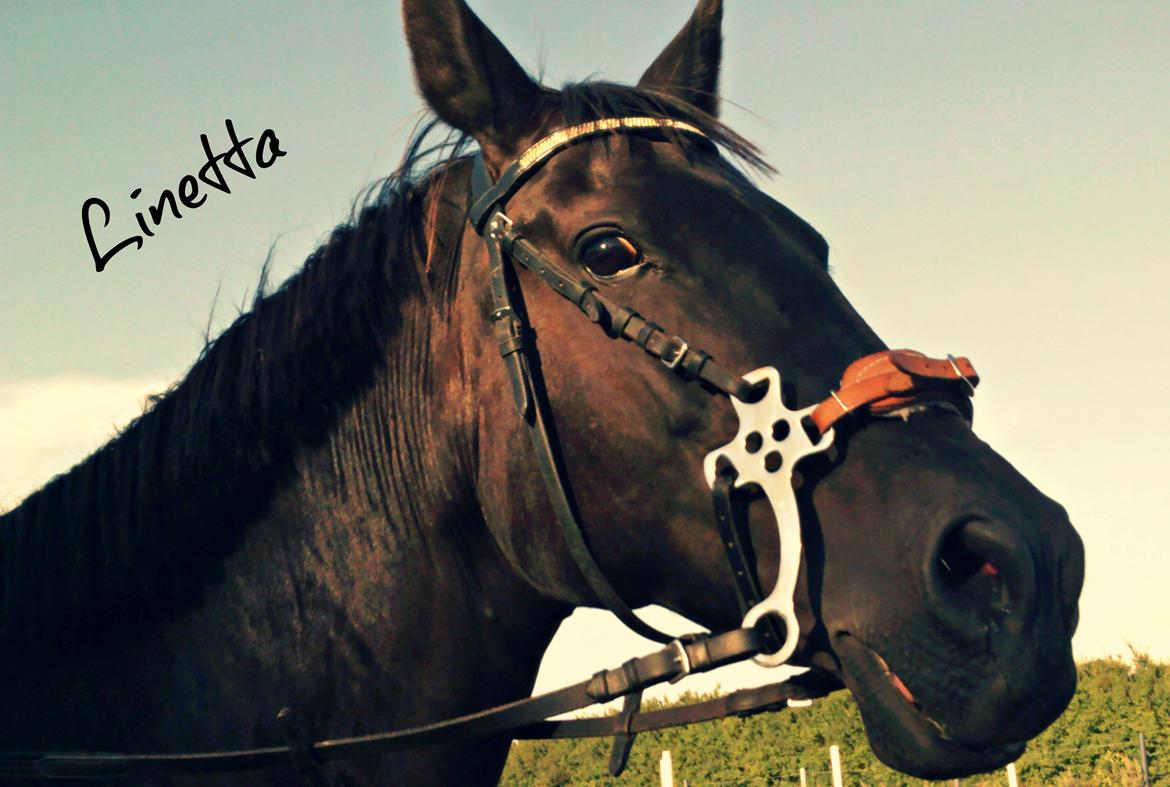 Dansk Varmblod Rughavens Linetta *Damphesten* billede 6