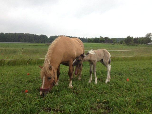 Pinto BROVANG'S FANTASIA billede 1