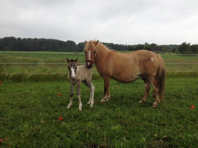 Pinto BROVANG'S FANTASIA billede 2