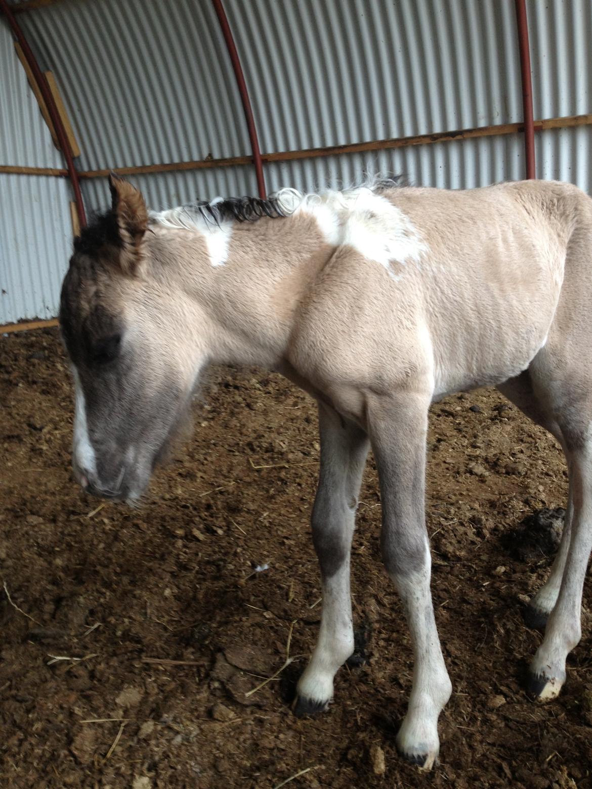 Pinto BROVANG'S FANTASIA billede 4