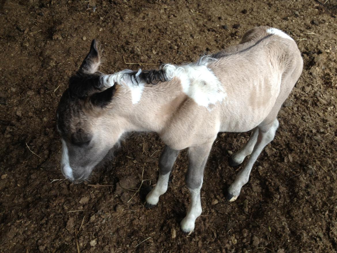 Pinto BROVANG'S FANTASIA billede 5