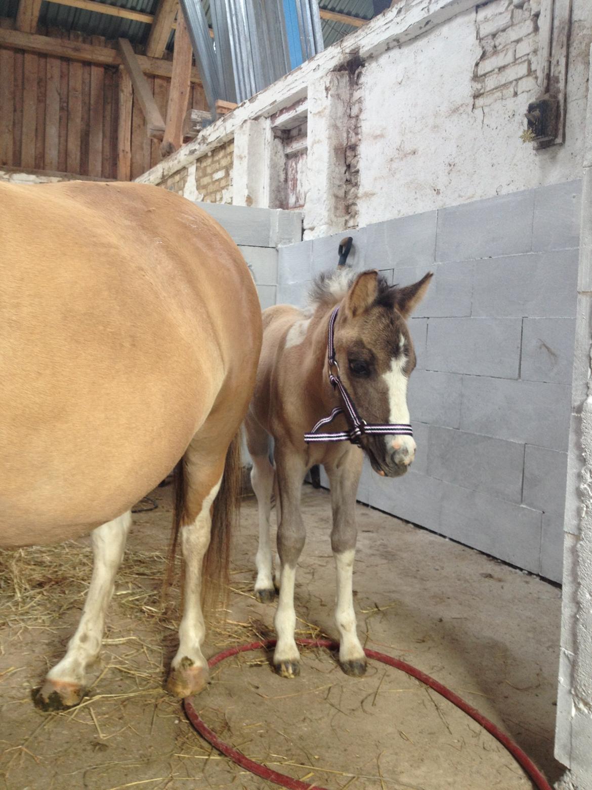 Pinto BROVANG'S FANTASIA billede 6