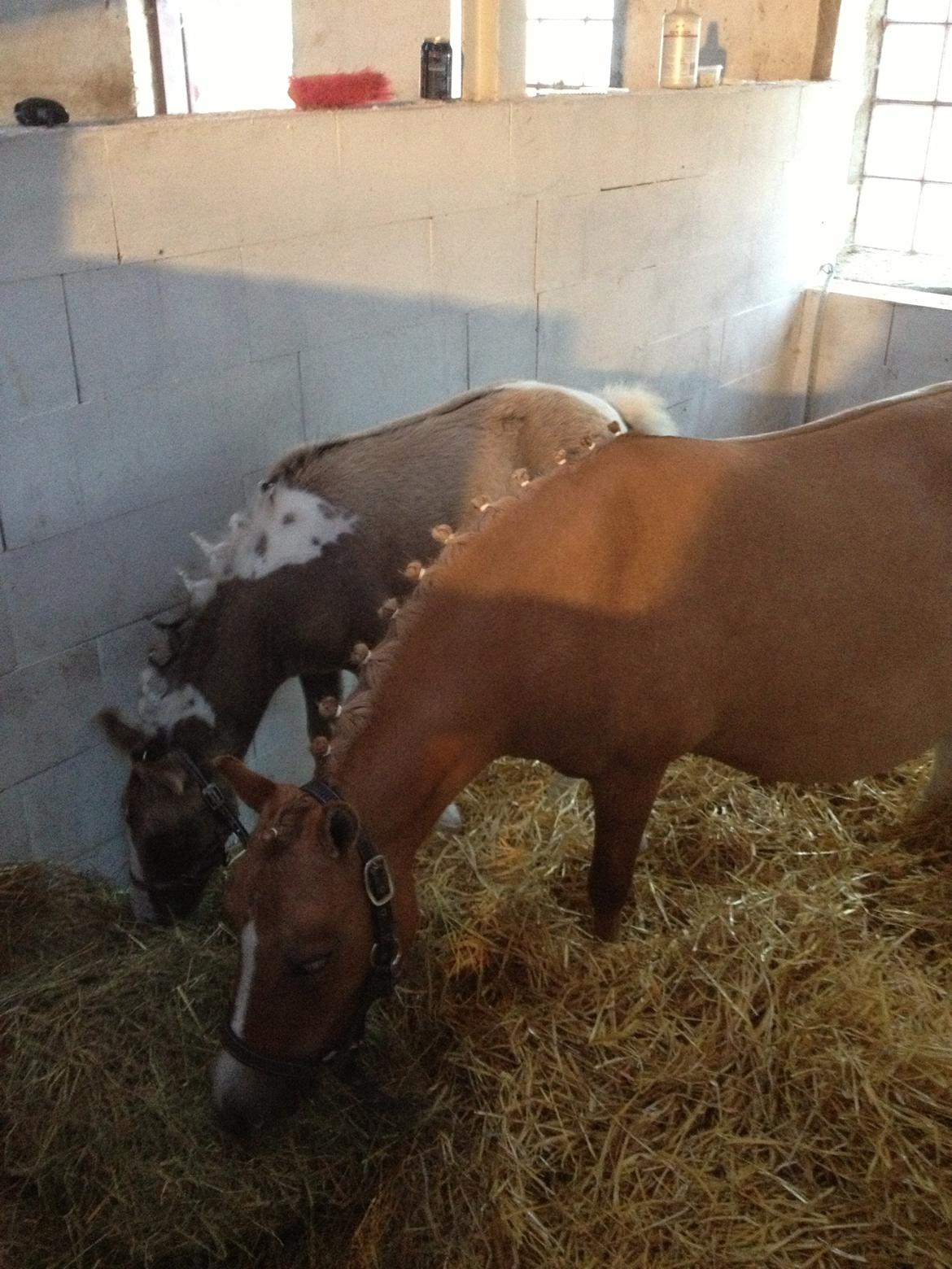 Pinto BROVANG'S FANTASIA billede 7