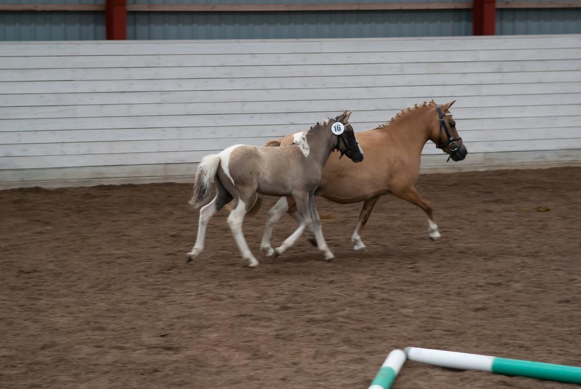 Pinto BROVANG'S FANTASIA billede 8