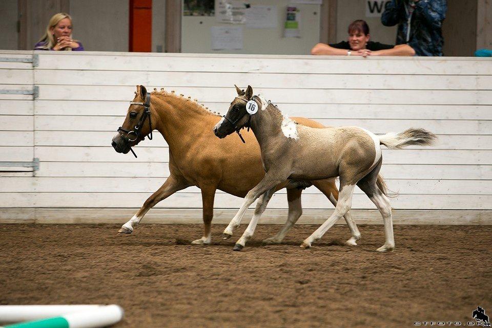 Pinto BROVANG'S FANTASIA billede 9