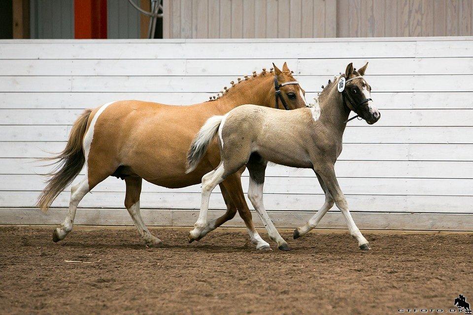 Pinto BROVANG'S FANTASIA billede 10