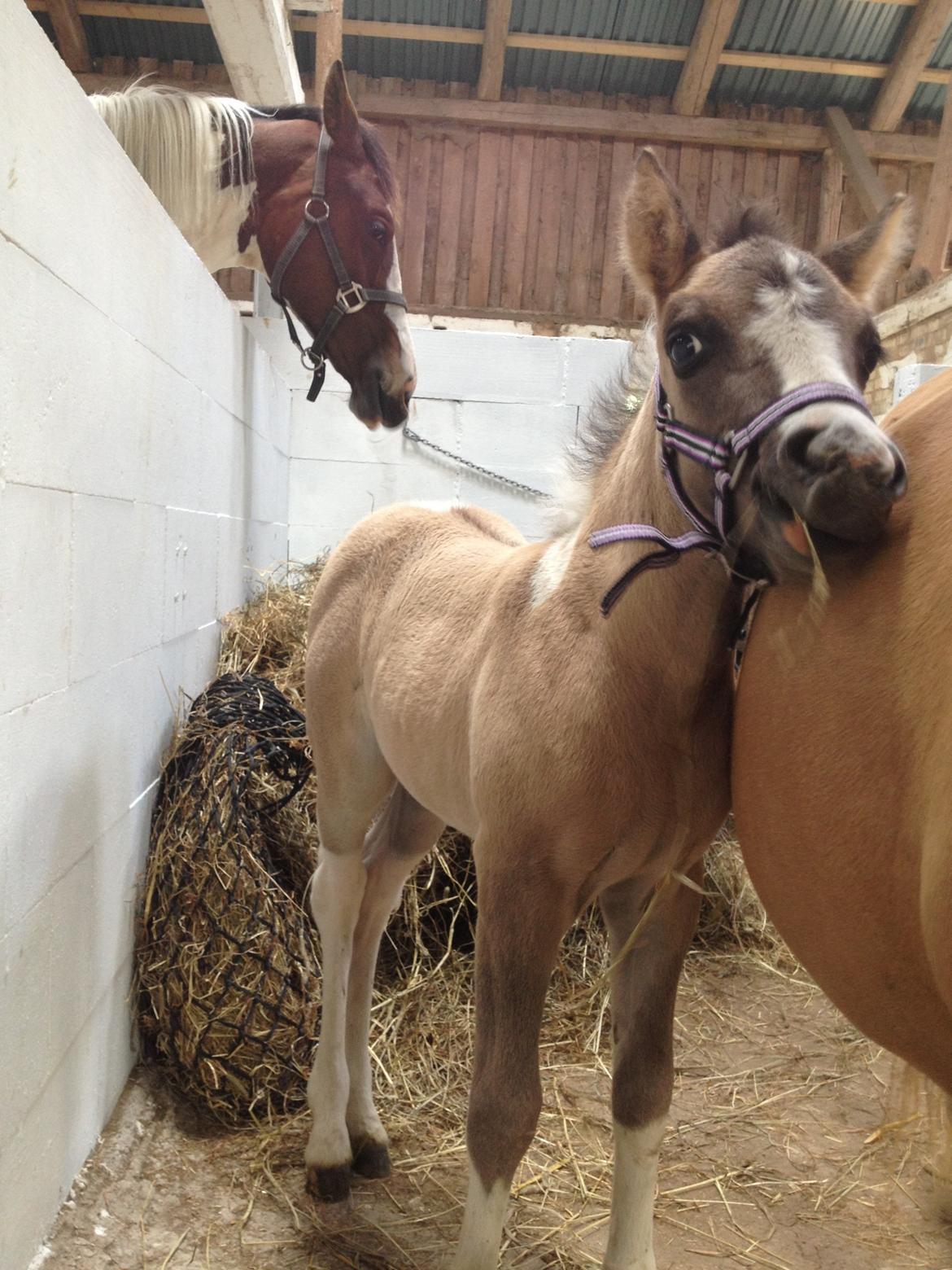 Pinto BROVANG'S FANTASIA billede 11