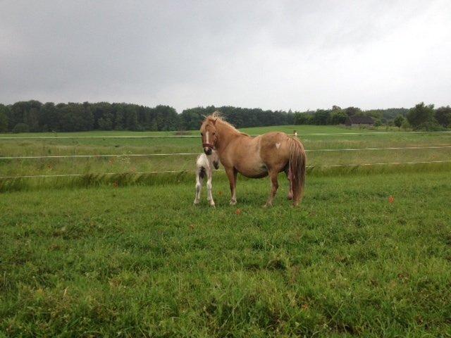 Pinto BROVANG'S FANTASIA billede 12