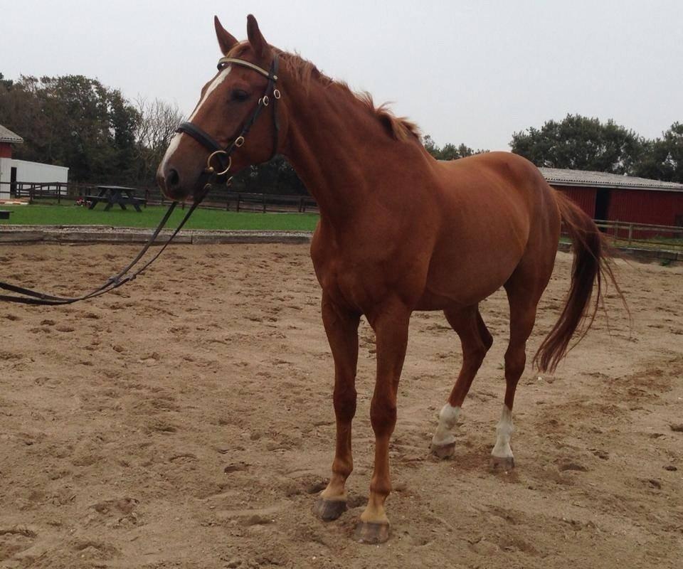 Tysk Varmblod Frohsinn (frø) billede 16