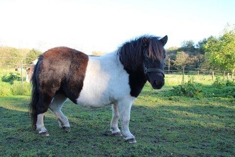 Shetlænder VEGGERBYS ISLE OF EWE billede 1