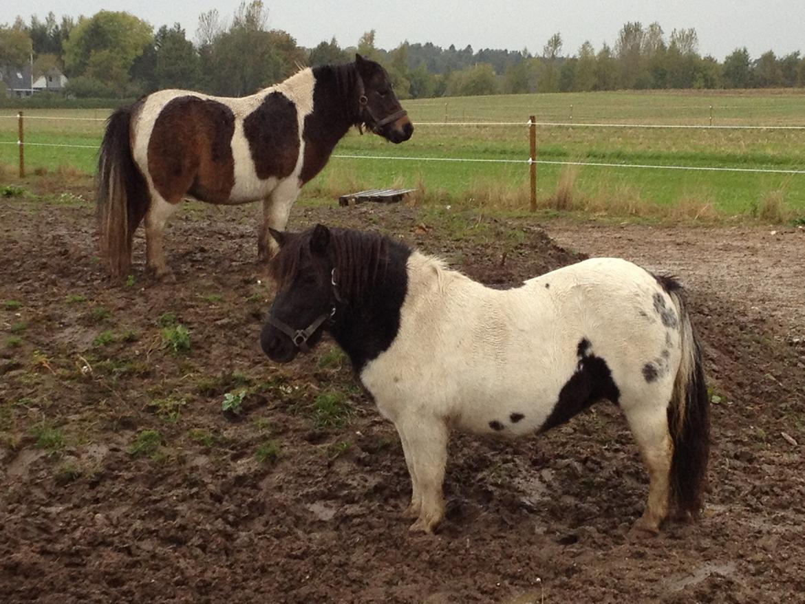 Shetlænder VEGGERBYS ISLE OF EWE billede 3