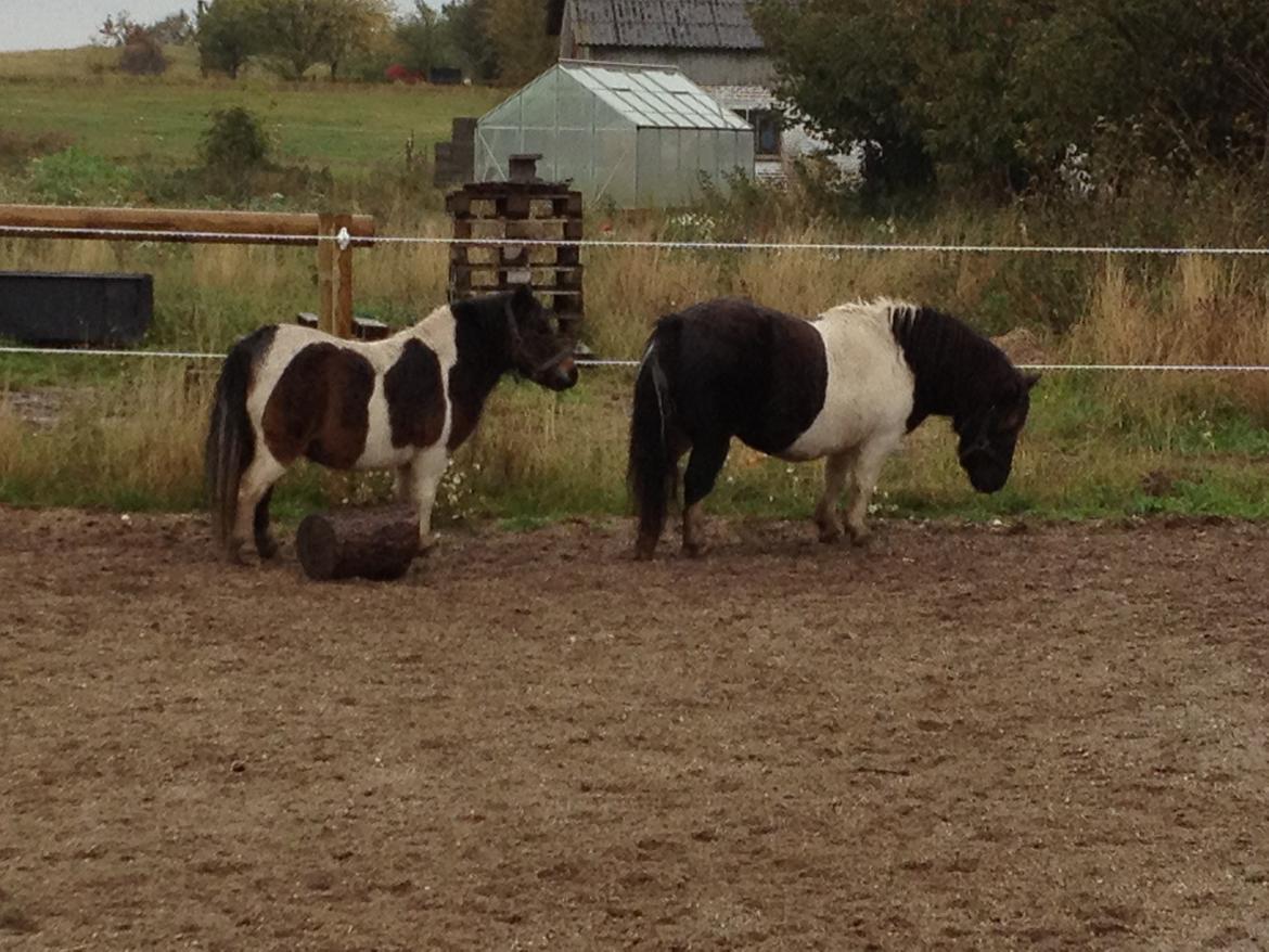 Shetlænder VEGGERBYS ISLE OF EWE billede 4