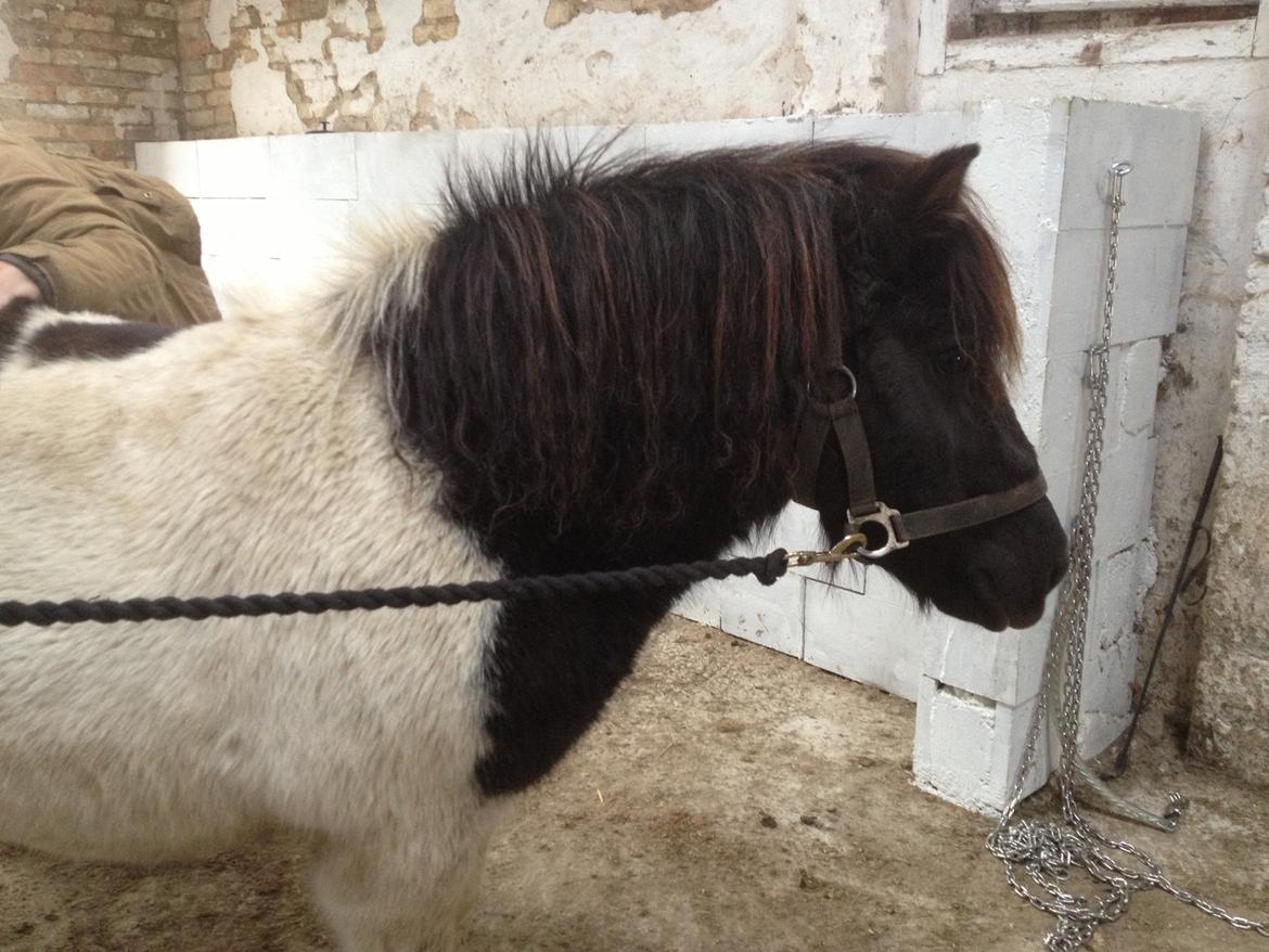 Shetlænder VEGGERBYS ISLE OF EWE billede 6