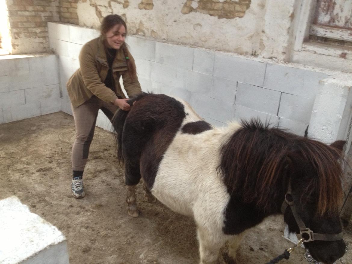 Shetlænder VEGGERBYS ISLE OF EWE billede 7