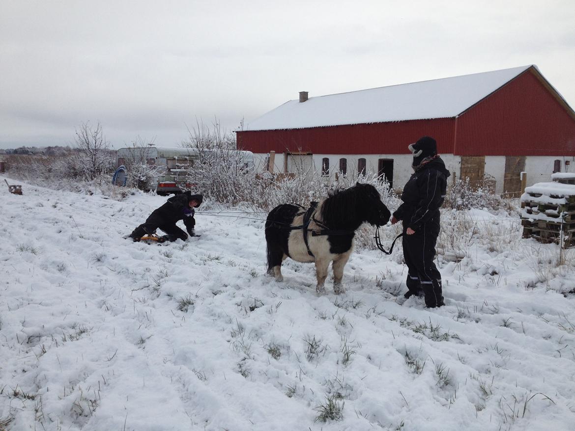 Shetlænder VEGGERBYS ISLE OF EWE billede 8