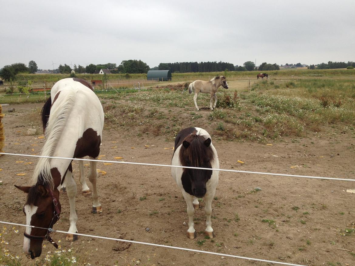 Shetlænder VEGGERBYS ISLE OF EWE billede 9