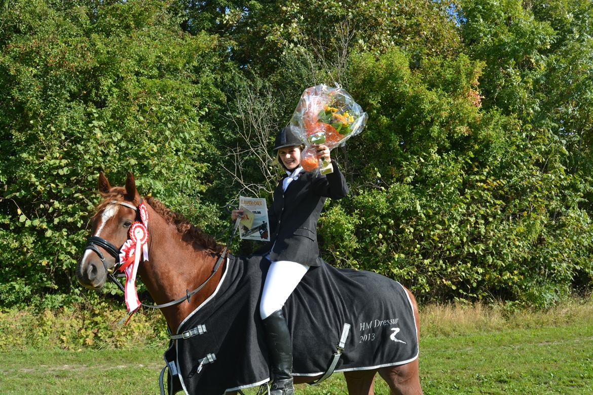 DSP Filur af grønagergård ( Låne pony) - Holbæk mestre!  billede 5