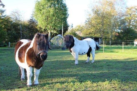 Shetlænder SOLGT Tahiti billede 1