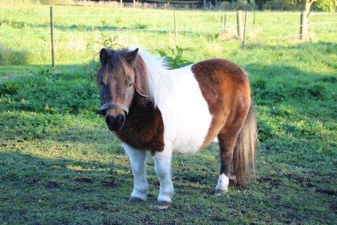 Shetlænder SOLGT Tahiti billede 2