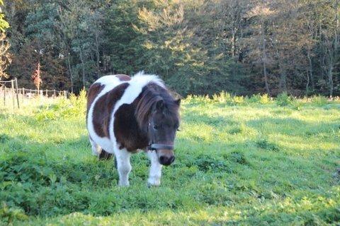 Shetlænder SOLGT Tahiti billede 3