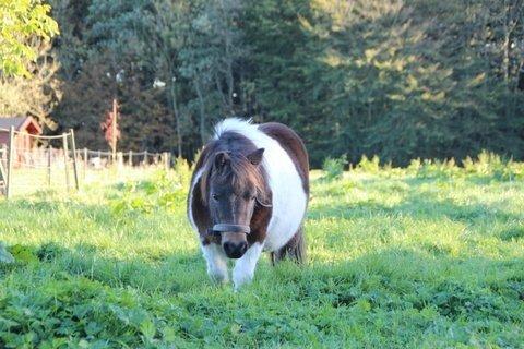 Shetlænder SOLGT Tahiti billede 4