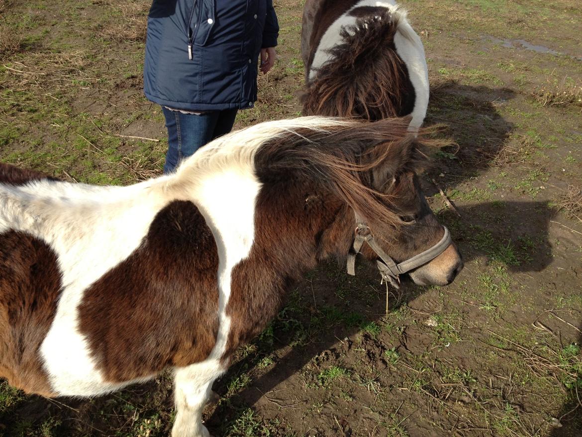 Shetlænder SOLGT Tahiti billede 6