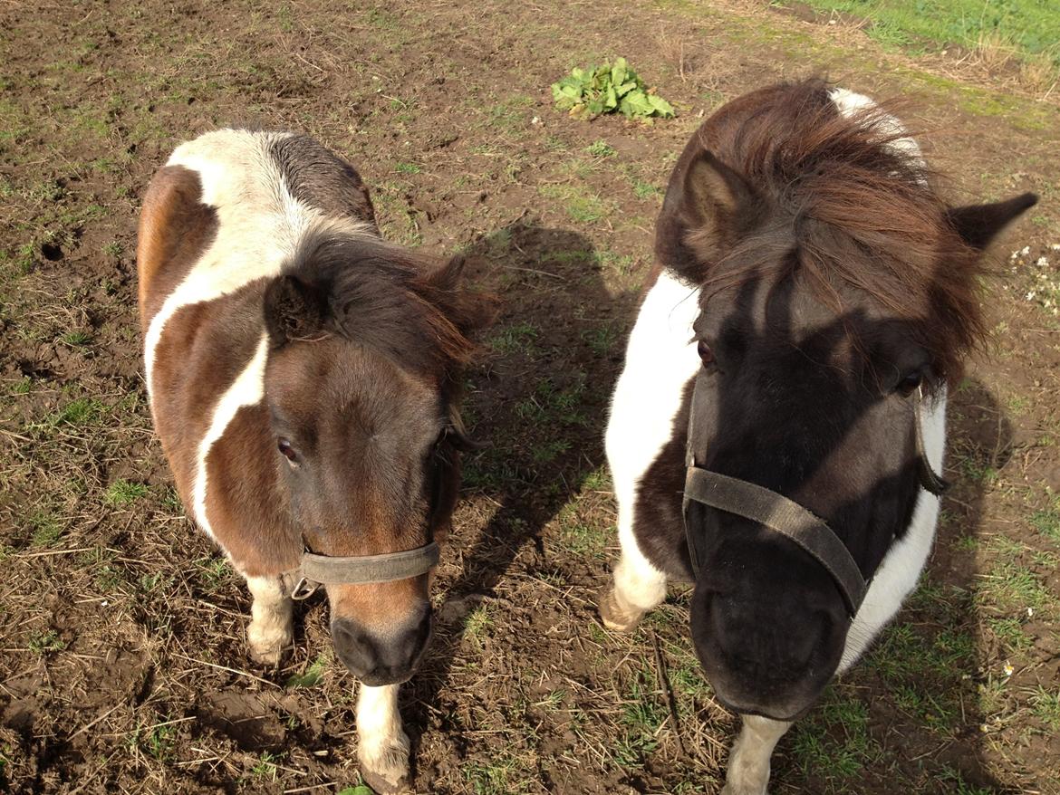 Shetlænder SOLGT Tahiti billede 7