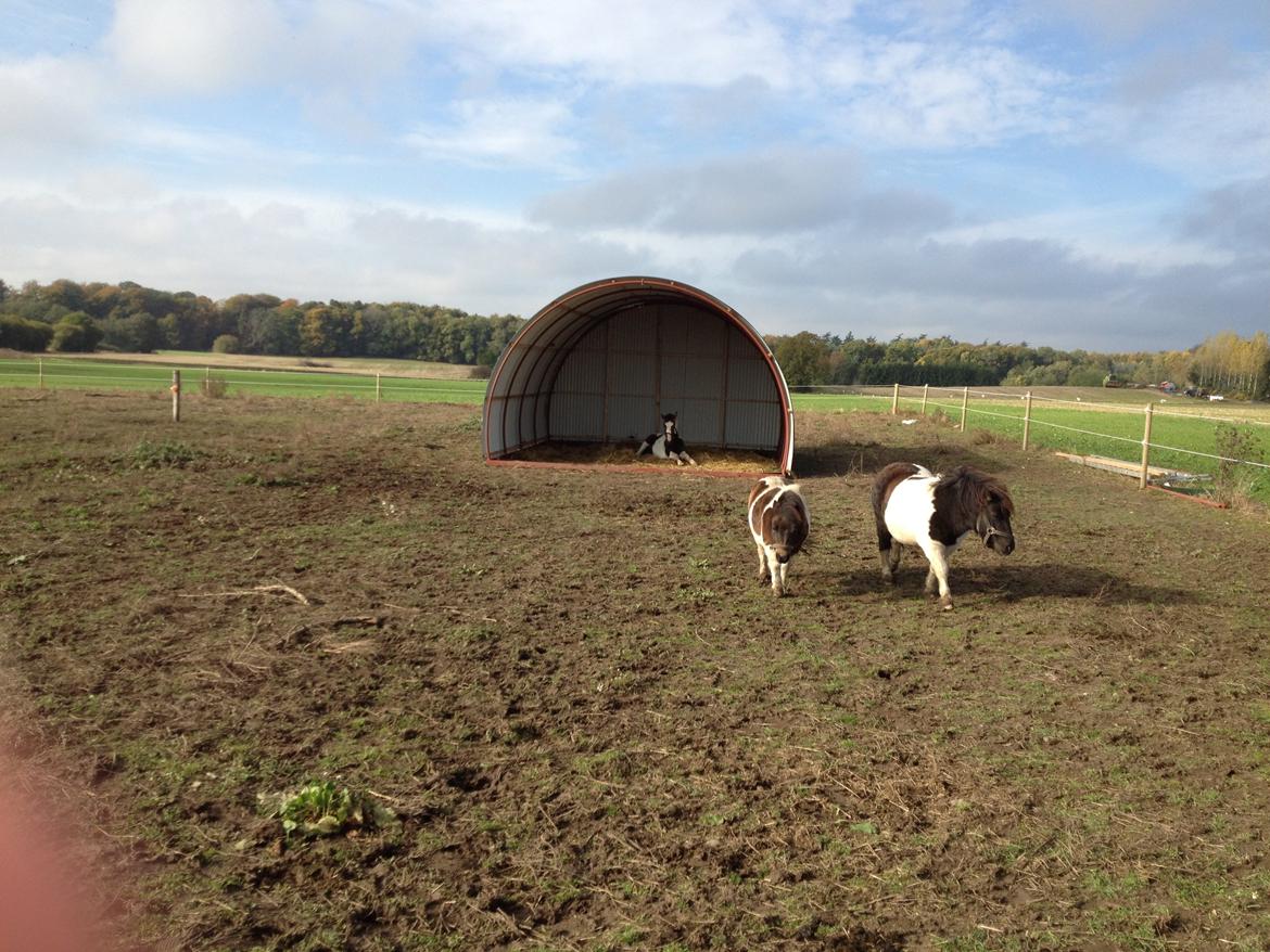 Shetlænder SOLGT Tahiti billede 9
