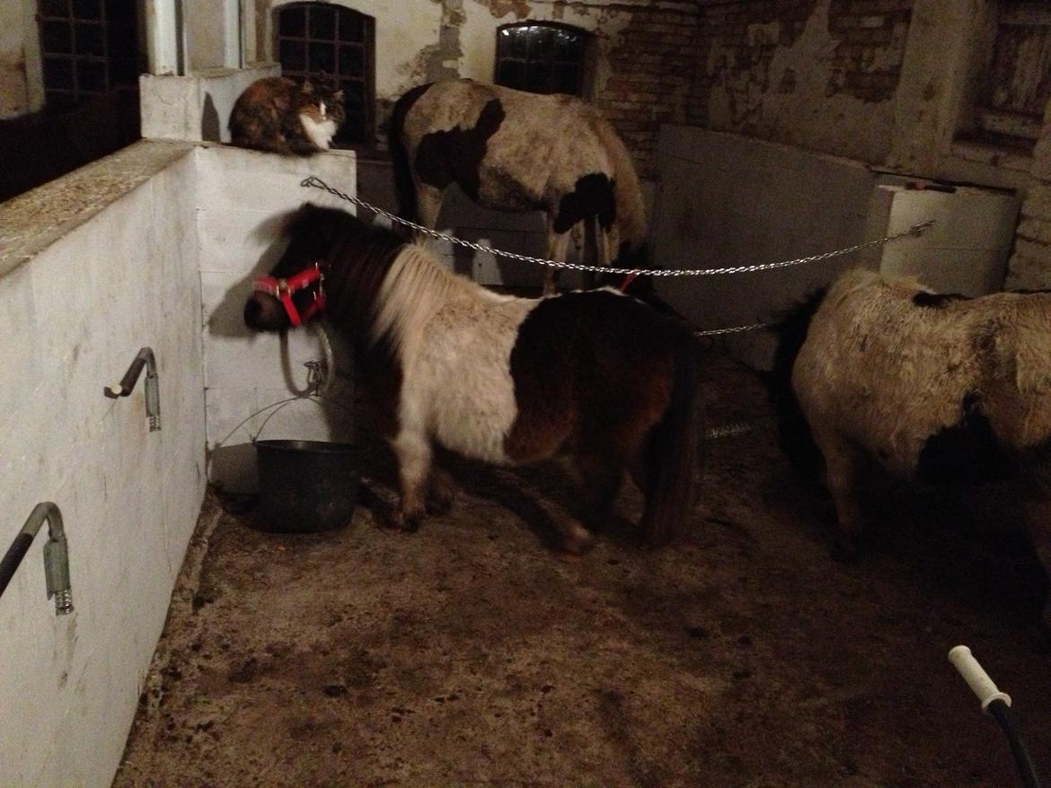 Shetlænder SOLGT Tahiti billede 10