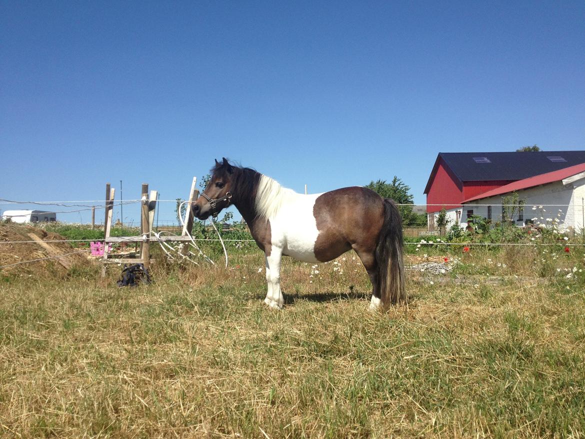 Shetlænder SOLGT Tahiti billede 11