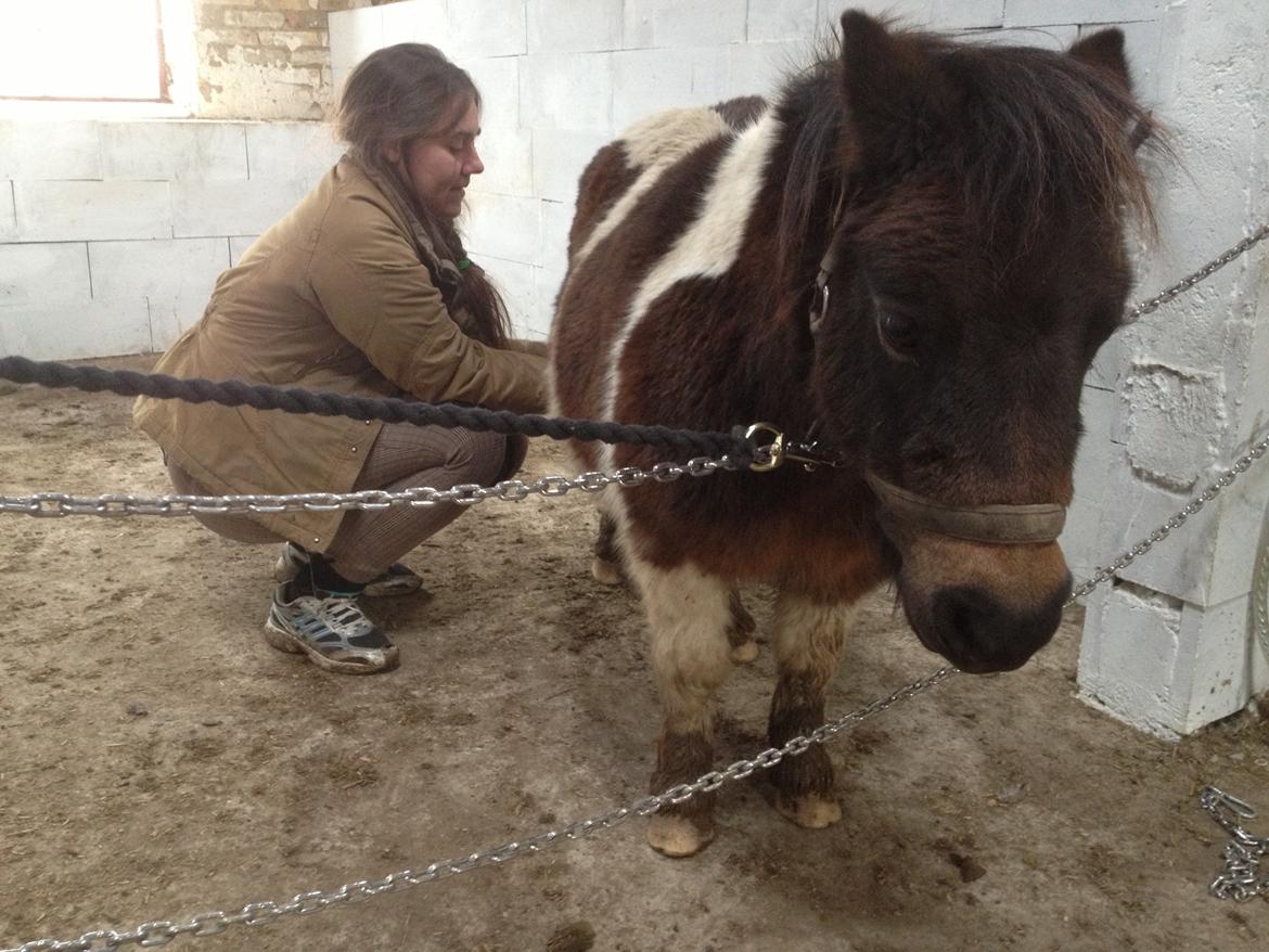 Shetlænder SOLGT Tahiti billede 12