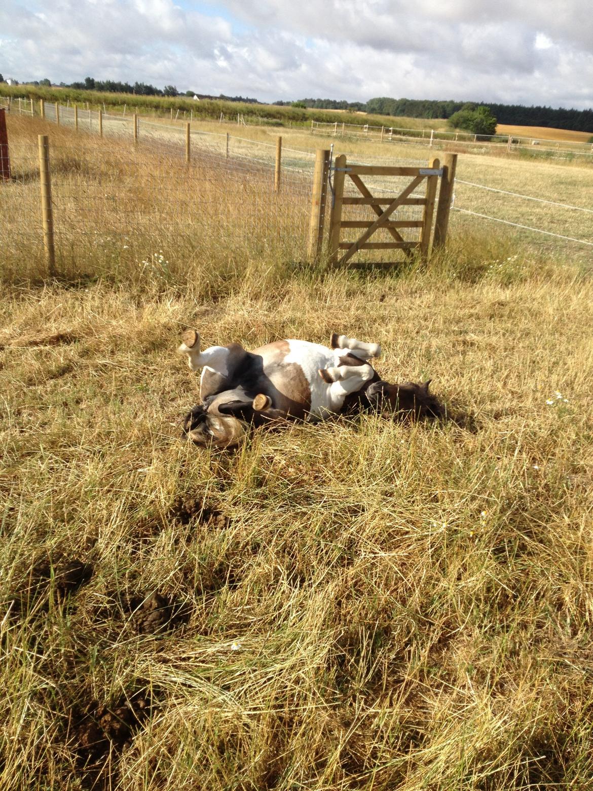 Shetlænder SOLGT Tahiti billede 13