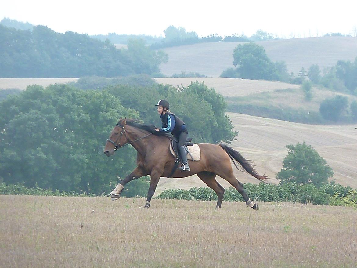Anden særlig race Contess billede 6
