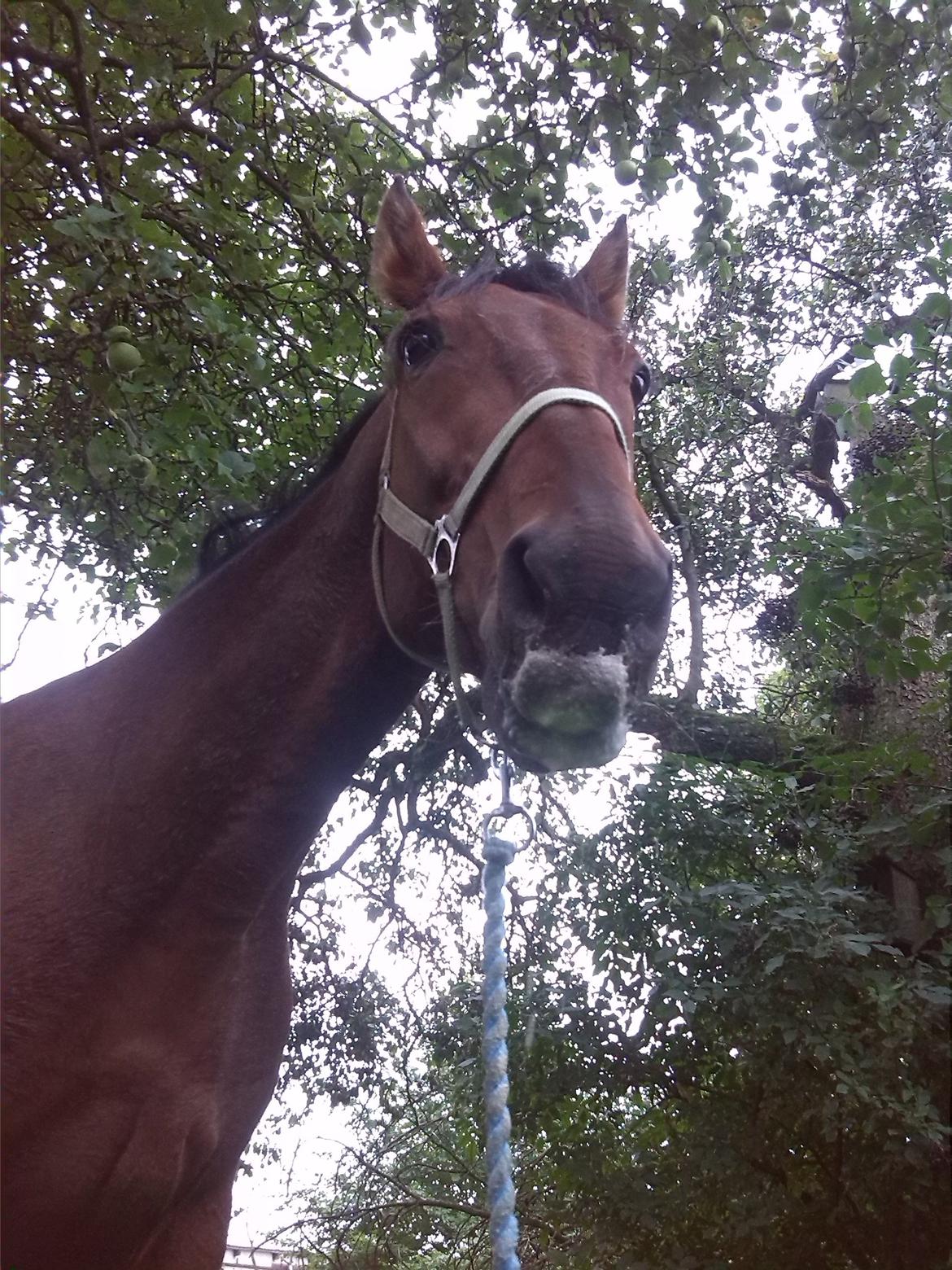 Anden særlig race Contess billede 13