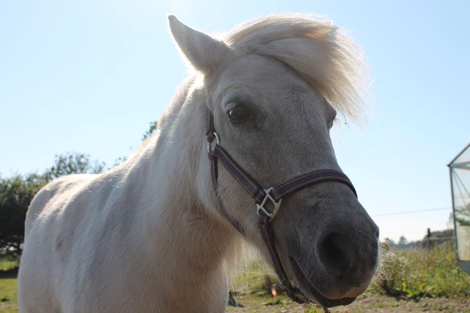 Shetlænder Sidsel billede 17