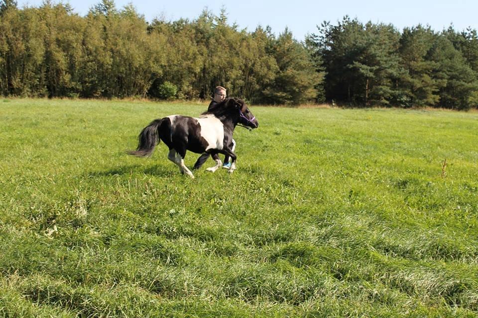 Shetlænder Bella Donna billede 18