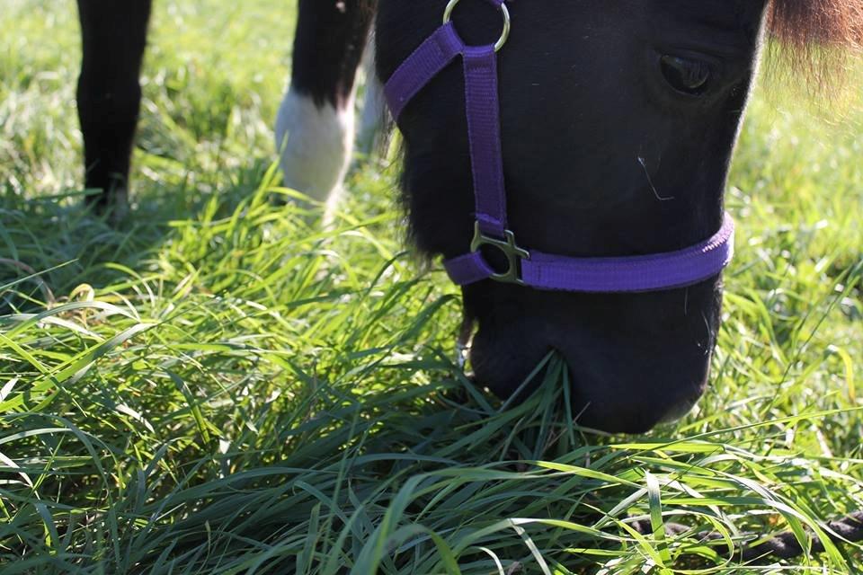 Shetlænder Bella Donna billede 20